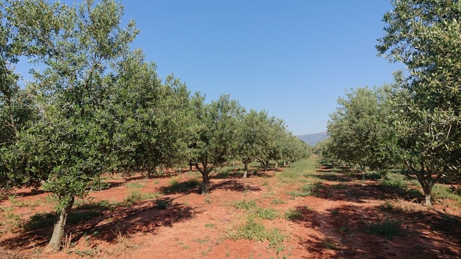 For Sale Agricultural Land Markopoulo 215609
